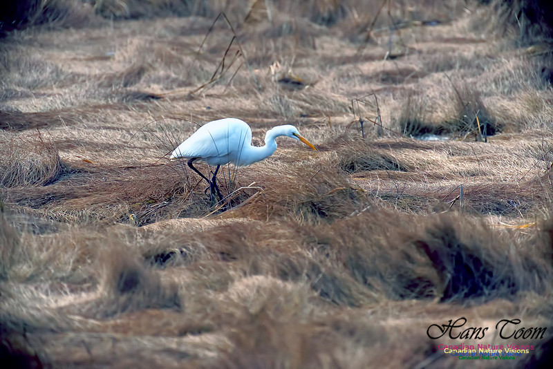 Great Egret 1003