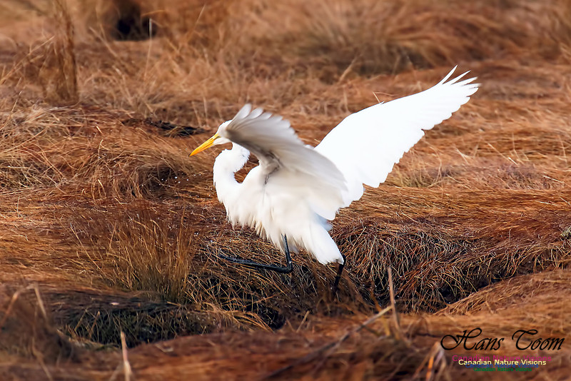 Great Egret 1001