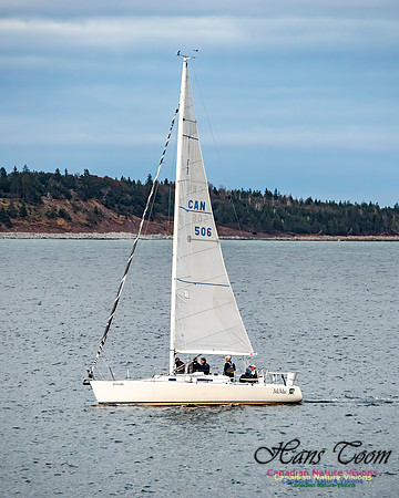 Sailboat 102