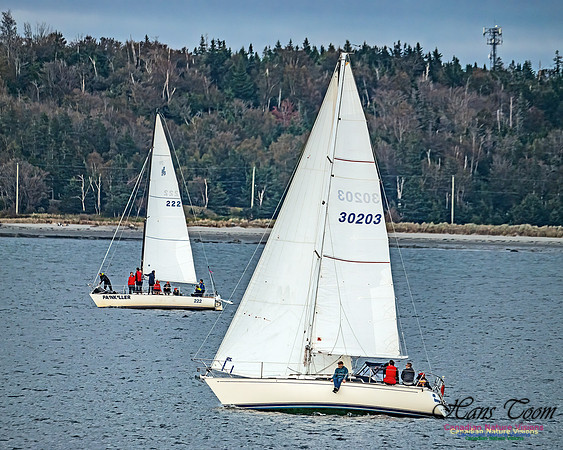 Sailboat 103