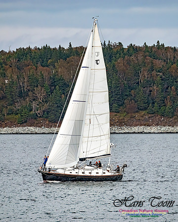 Sailboat 100