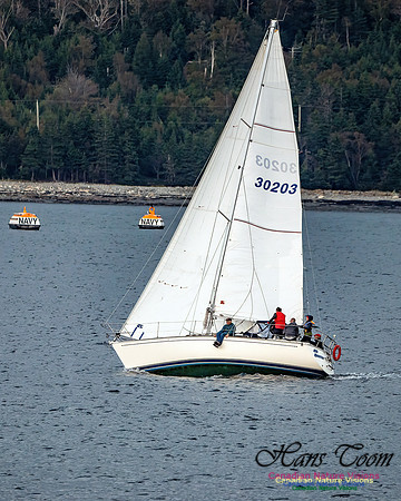 Sailboat 101