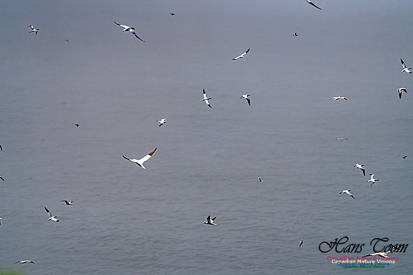 Cape St. Mary's 118
