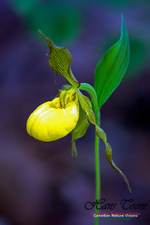 YellowLady's-SlipperOrchid31