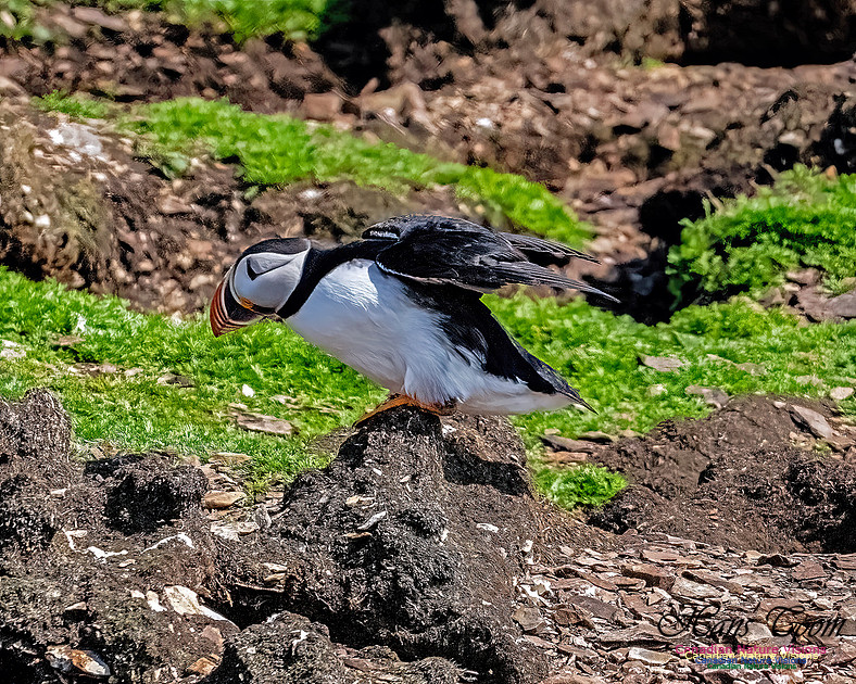 Elliston and Atlantic Puffins 134