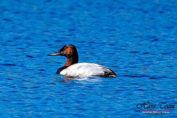 Canvasback 105