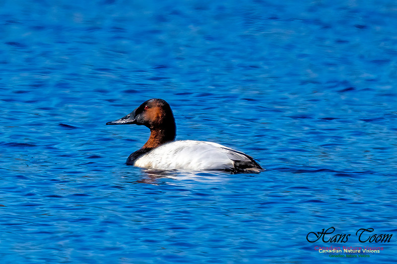 Canvasback 105