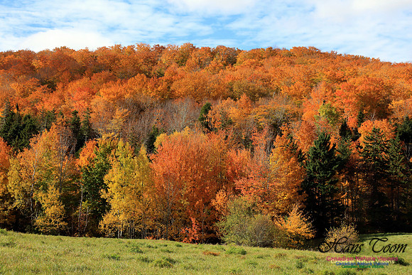 Maple Forest Fall Colours 2016