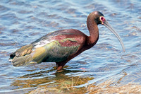 White-faced Ibis