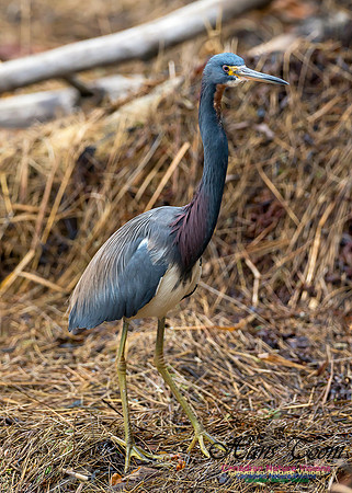 Tricoloured Heron 23