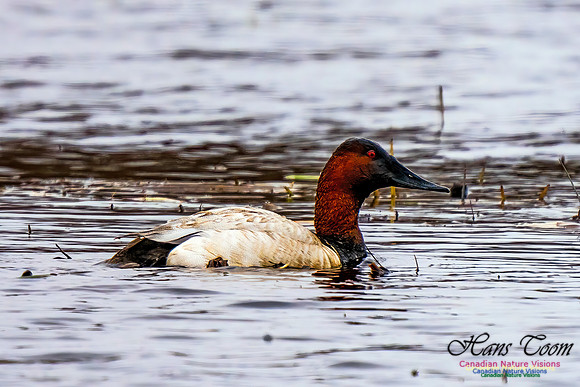 Canvasback 303