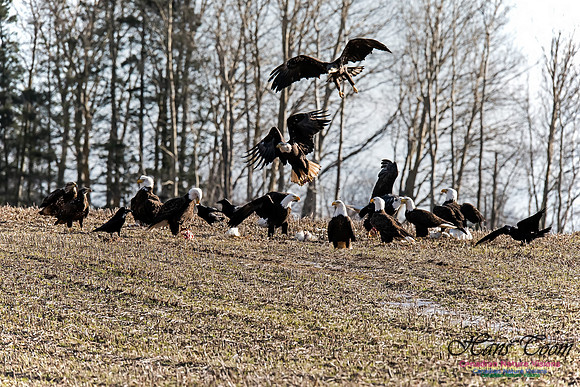 Bald Eagle