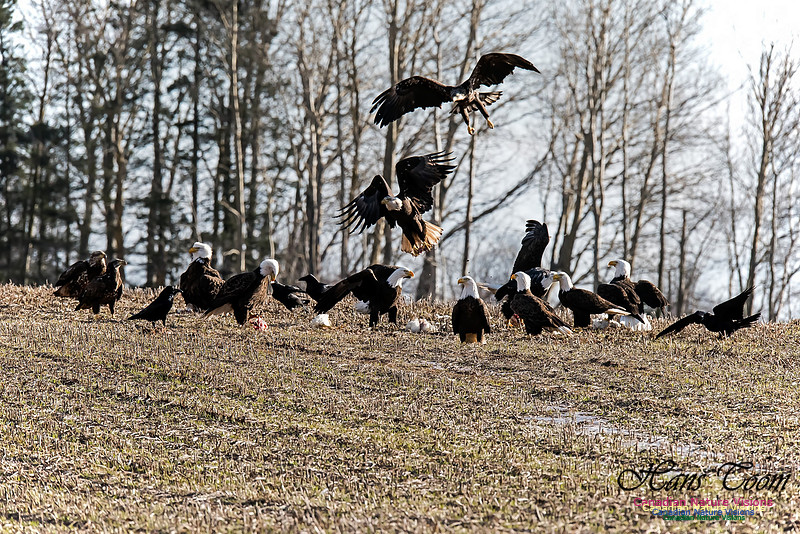 Bald Eagle