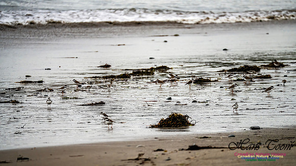 Shorebirds of Hurricane Erin 104