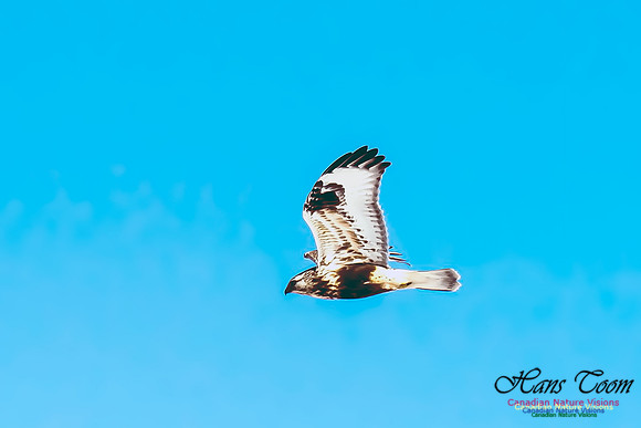 Rough-legged Hawk