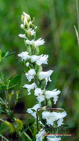 Yellow Lady's Tresses Orchid 302