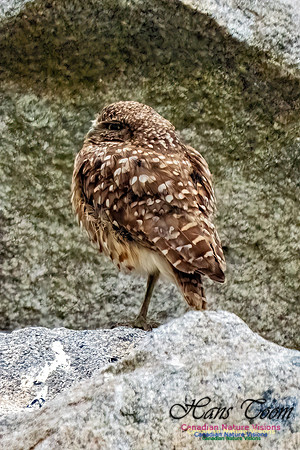 Burrowing Owl 107