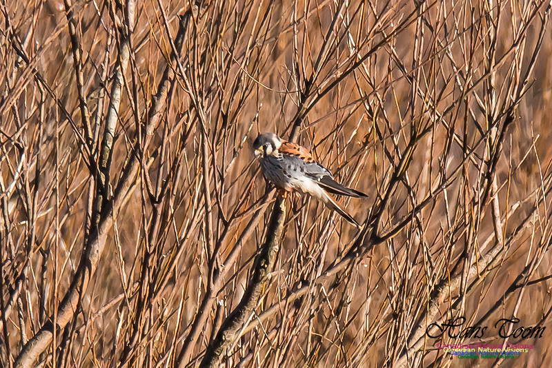 American Kestrel