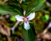 Painted Trillium