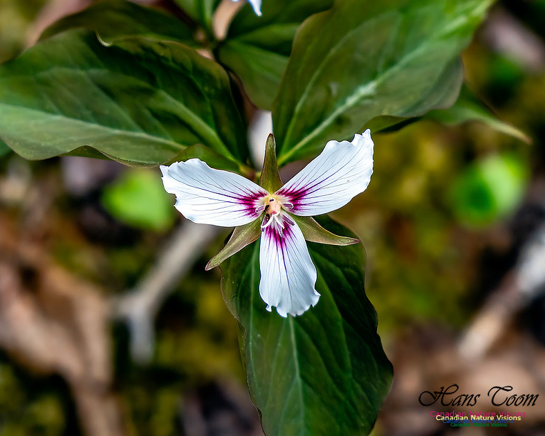 Painted Trillium 100
