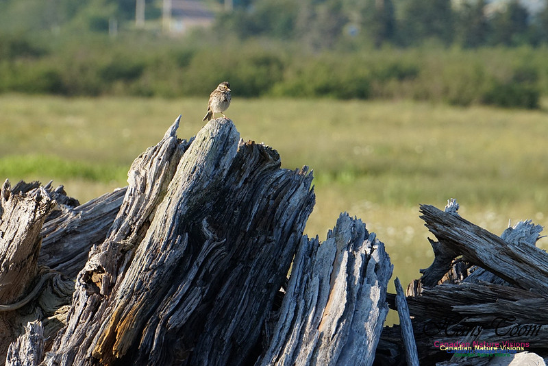 Savannah Sparrow 100