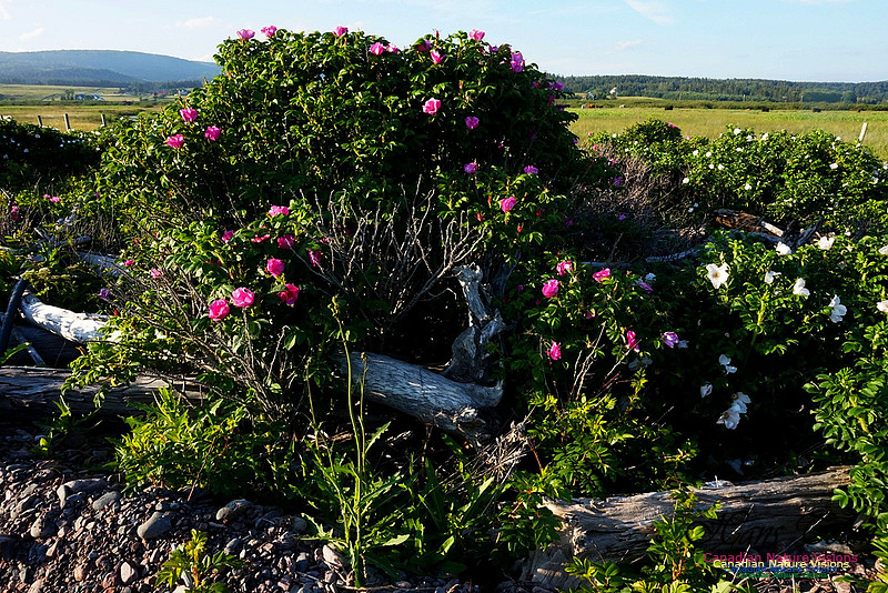 Wildfower Display 102