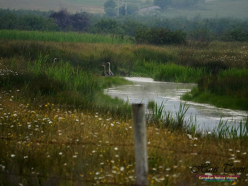 Great Blue Heron 100