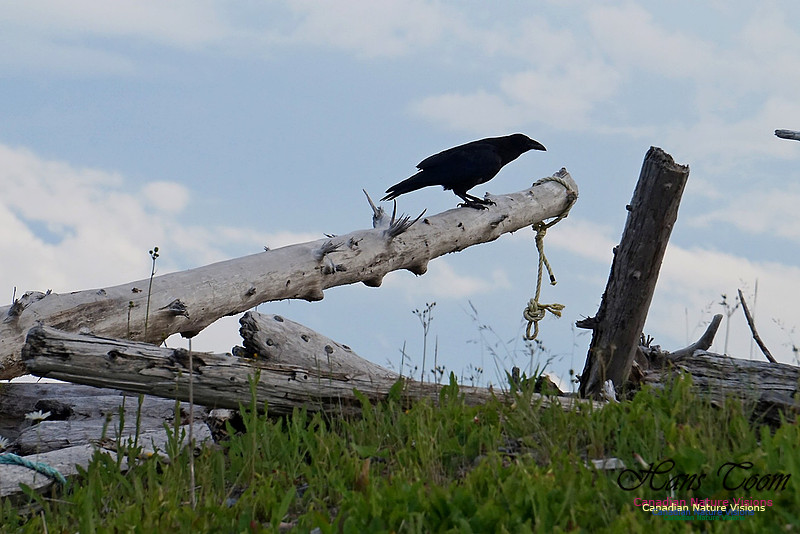 Raven 100
