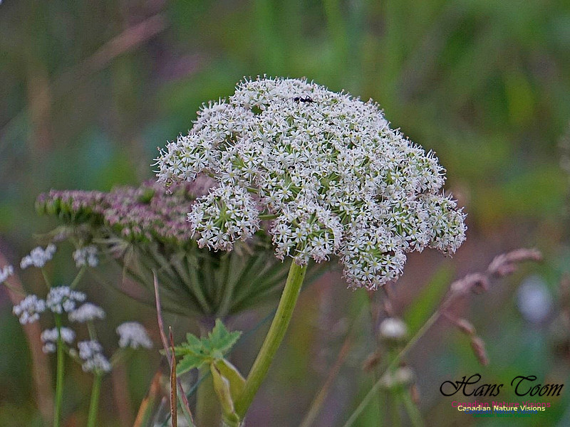 Angelica