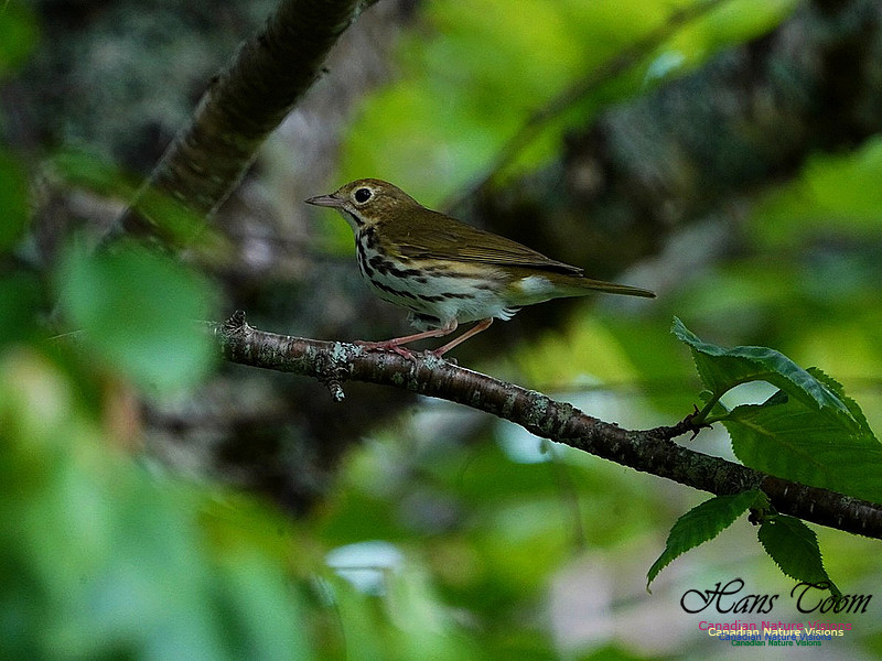 Ovenbird 100