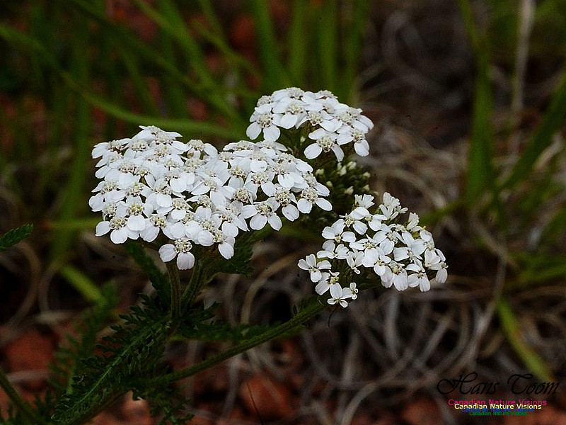 Yarrow 100