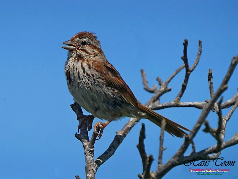 Song Sparrow 100