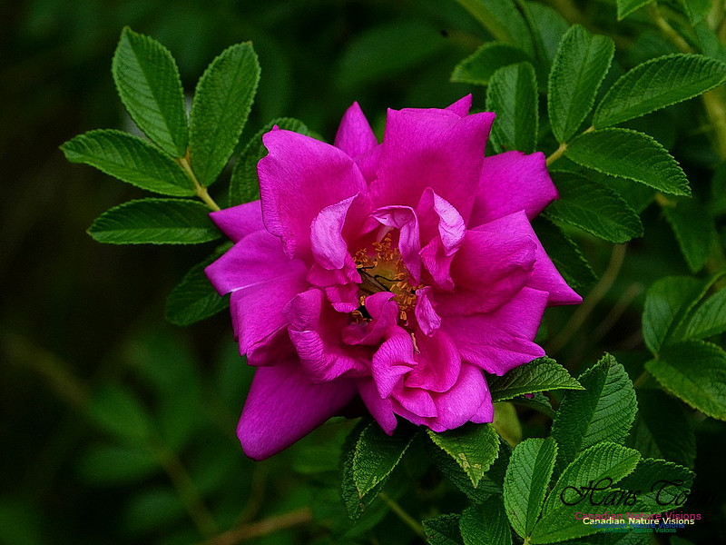 Red Rose 100