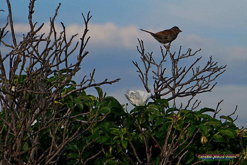 Song Sparrow 101