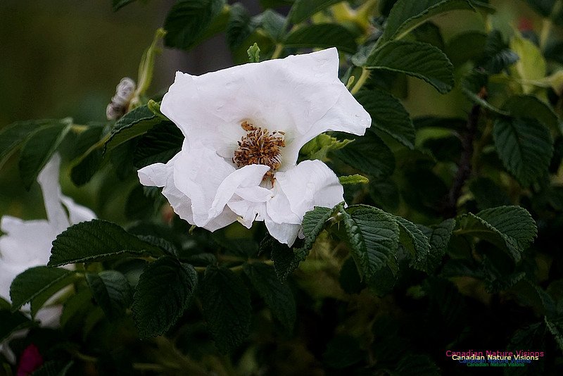 White Rose 100