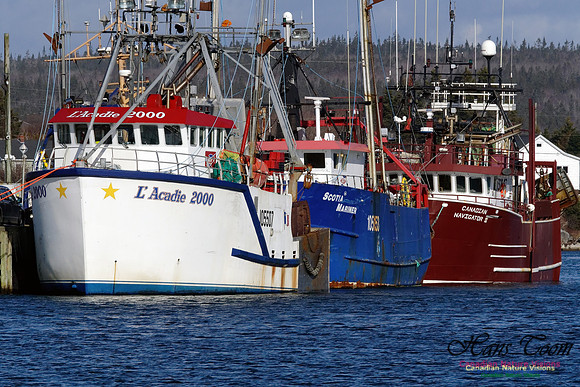 Offshore Fishing Fleet 1