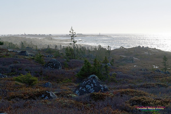Coastal Barrens and Peggy's Cove Light 1