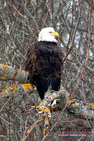 Bald Eagle Resting 2
