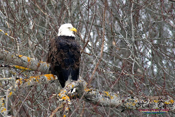 Bald Eagle Resting 1