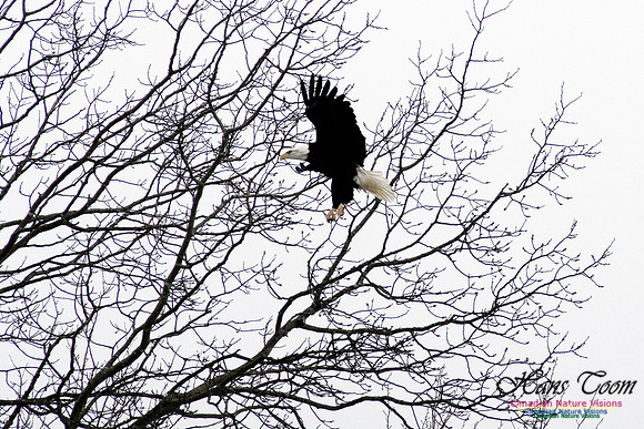 Bald Eagle Landing in Tree 1