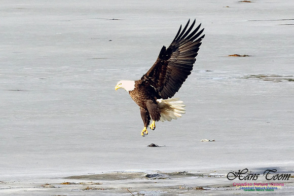 Bald Eagle Eyeing River Otter With Eel 3