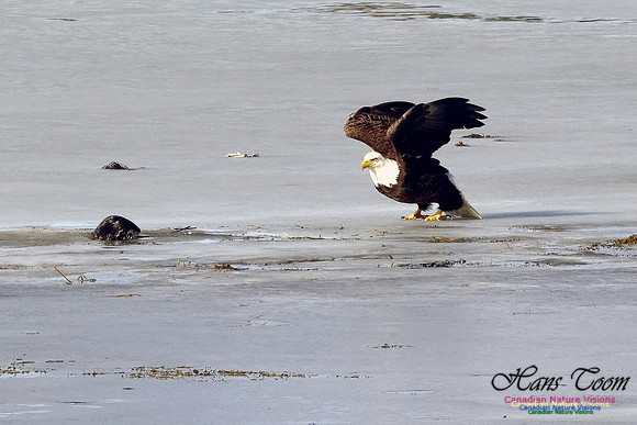 Bald Eagle Eyeing River Otter With Eel 2
