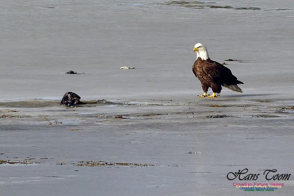 Bald Eagle Eyeing River Otter With Eel 1