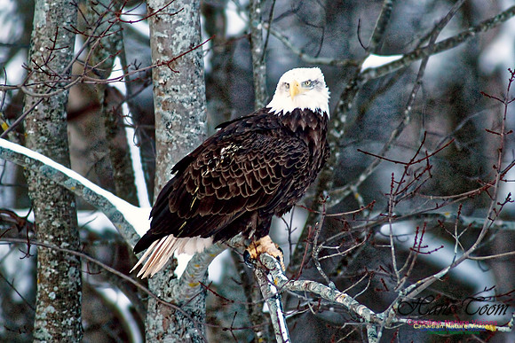 Bald Eagle 18