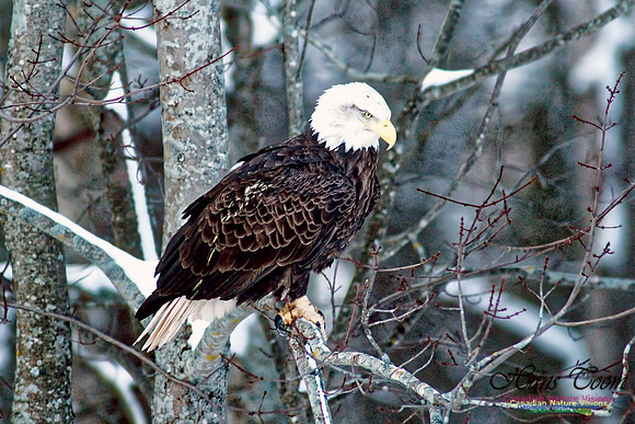Bald Eagle 19