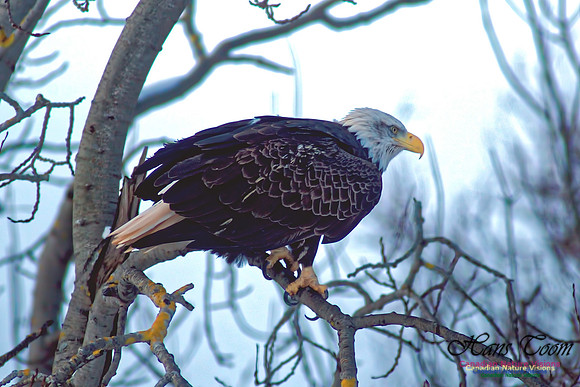 Bald Eagle 17
