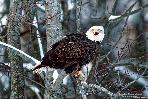 Bald Eagle 21