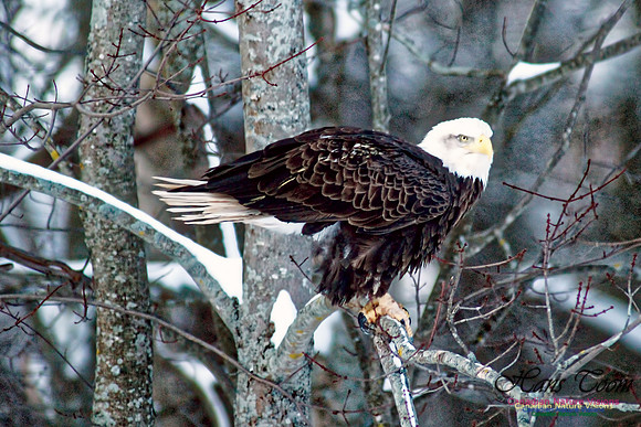 Bald Eagle 20