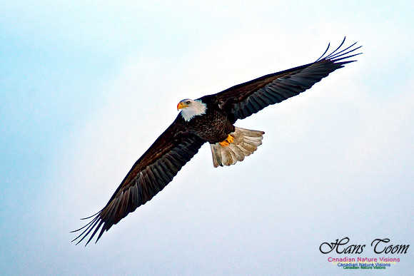 Bald Eagle 16