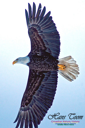 Bald Eagle 15